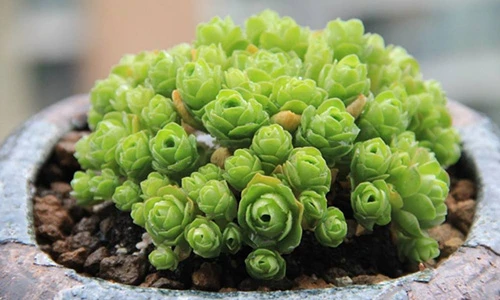 Độc lạ sen đá hoa hồng xanh - "thú chơi" mới của người Việt