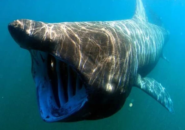 8 loài động vật nhìn cực dữ tợn nhưng hiền như "cục đất"