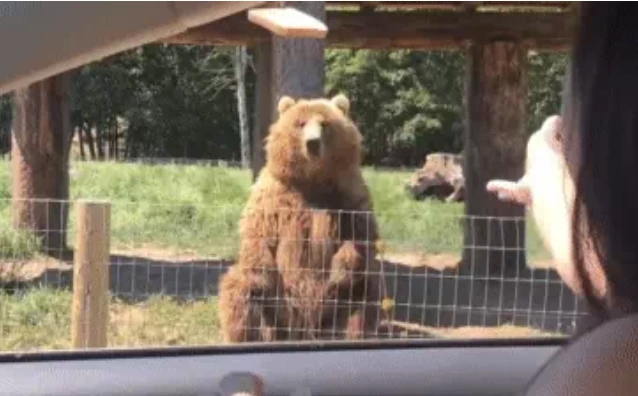 Video: Gấu thể hiện khả năng bắt đồ vật vô cùng điêu luyện