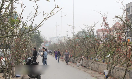 Video: Hết Tết, lê rừng cổ thụ giá chục triệu vẫn hút khách ở Thủ đô