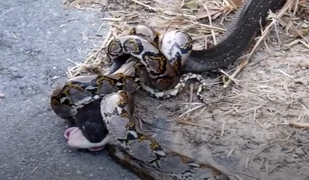 Video: Bị hổ mang chúa tiêm nọc độc, trăn khủng bỏ mạng trong đau đớn