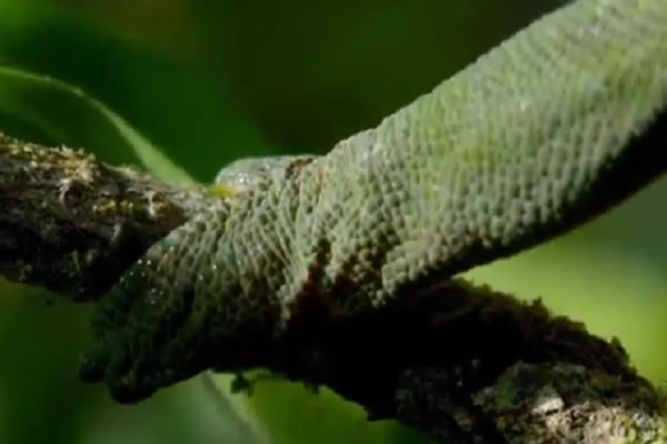 Video: Hé lộ vũ khi săn mồi bí mật của tắc kè hoa