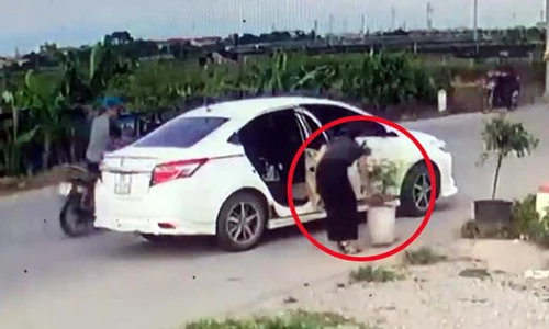 Video: “Kiều nữ” lái xế hộp thản nhiên trộm chậu hoa ven đường
