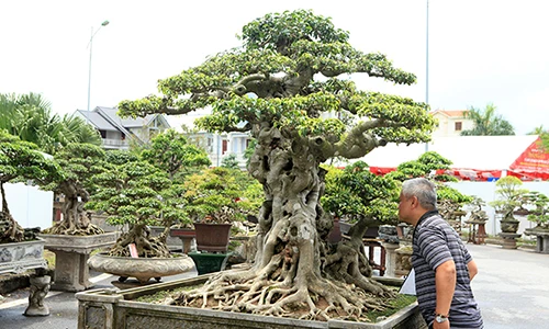 Ngắm cây sanh "tiên lão giáng trần" triệu đô gây sửng sốt giới chơi cây