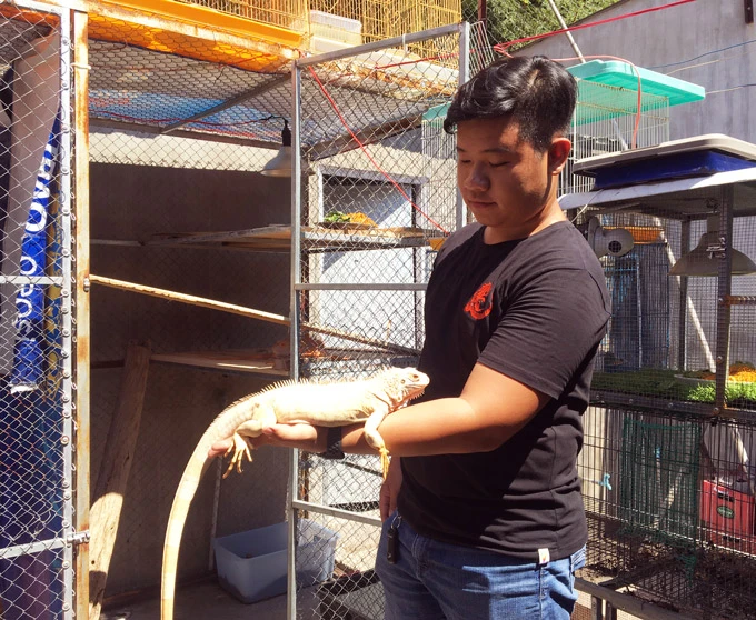 9X nuôi cả trăm con "quái vật" thú cưng rồng Nam Mỹ ở An Giang