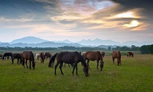 Trại ngựa đẹp như thảo nguyên Mông Cổ ở Thái Nguyên