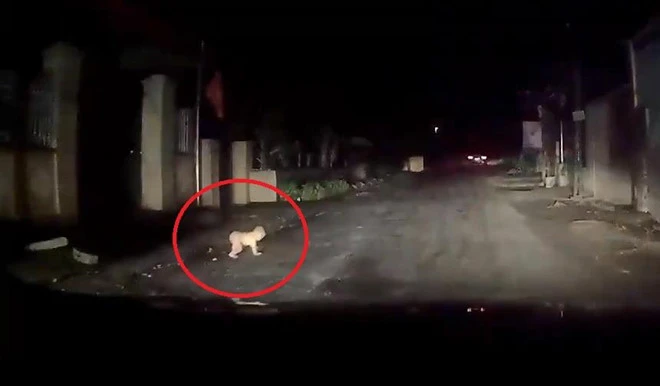 Video: Lái ôtô suýt gặp hoạ vì em bé bò ra đường trong đêm