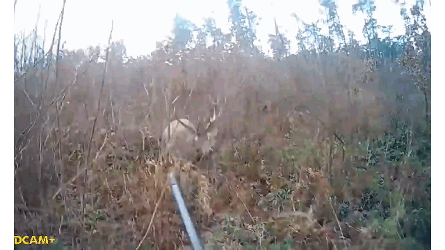 Video: Cầm súng săn hươu, thợ săn bị con mồi tấn công kinh hoàng