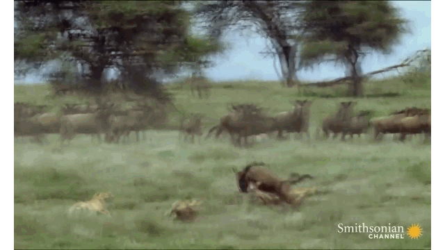 Video: 1 chọi 3, linh dương đầu bò vẫn khiến bầy báo săn thua bẽ mặt
