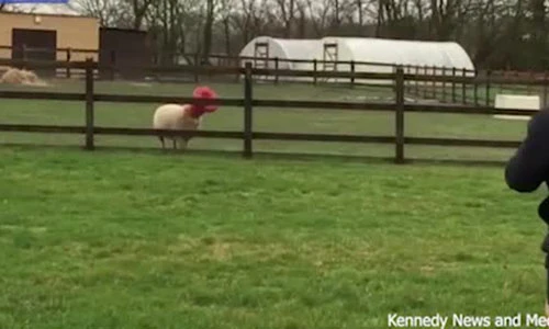 Video hài hước cừu mắc kẹt đầu vào ống nhựa cho gia cầm ăn