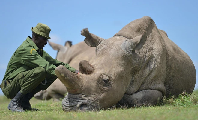 Video: Hai tê giác trắng quý hiếm cuối cùng trên Trái Đất