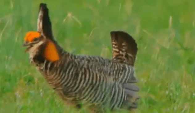 Video: Điệu nhảy Michael Jackson của loài chim thỏ