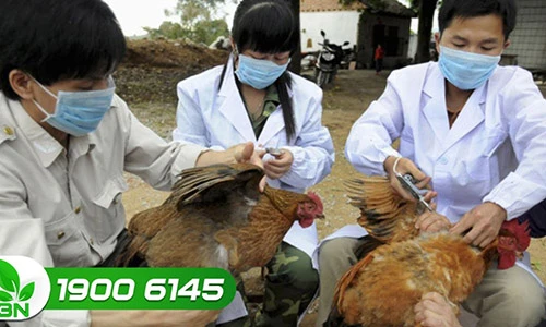 Video: Biểu hiện gia cầm mắc bệnh cúm và cách phòng tránh