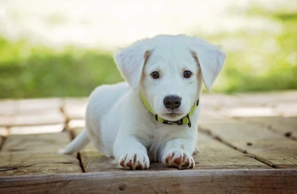 15 ngày tới đây, 3 con giáp nhận đại phúc, cuộc sống lên hương