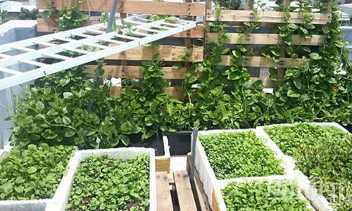 Sân thượng 8m2 phủ xanh đủ loại rau của mẹ 9X tại Vũng Tàu