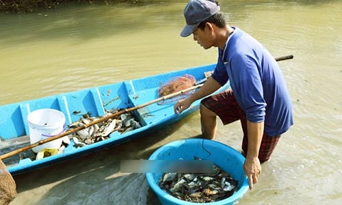 Video: Bắt chục loài 'cá trời cho' trong vuông tôm nhờ loại cây kỳ lạ