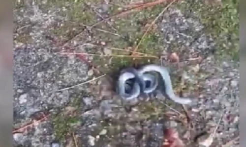 Video: Rắn 2 đầu vật lộn để kiểm soát cơ thể