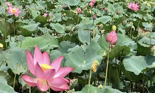 Ở vùng cát nắng nóng lại có một đầm sen "khủng" và đẹp vậy