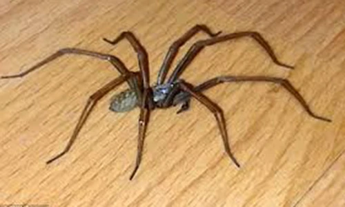 Video: Mẹ hoảng hồn phát hiện nhện khổng lồ trên người con trai đang ngủ