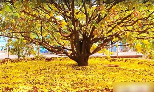 Cận cảnh cây mai hơn 2 tỷ đồng thu hút hàng nghìn người