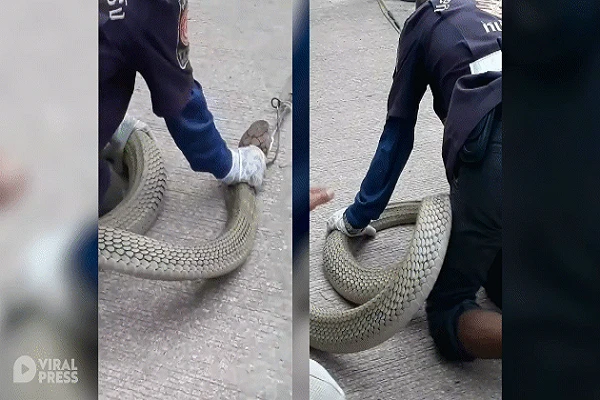 Video: Đột nhập nhà cô gái trẻ bắt rắn hổ mang chúa khổng lồ