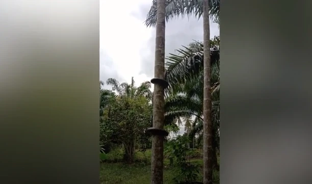Video: Trăn "khủng" trổ tài leo cây dừa cực điệu nghệ
