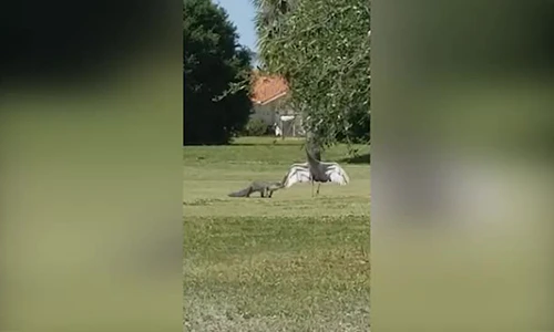 Video: Sếu giang cánh “hộ tống” cá sấu đi qua sân cỏ