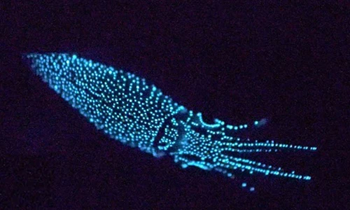 Video: Tới vịnh sâu nhất Nhật Bản thưởng thức "hương vị của ánh sáng"