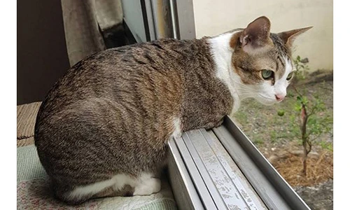 Nghị lực sống của chú mèo hai chân “đáng yêu hết phần thiên hạ”