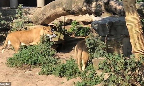 Video: Chim diệc chết thảm vì bay vào chuồng sư tử