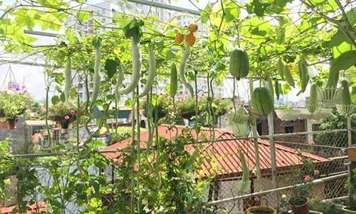 Sân thượng đầy rau quả của mẹ Hà Nội khiến chị em "phát thèm"