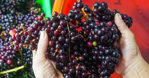 Loại nho mọc hoang ở bìa rừng Tây Bắc, giá chẳng kém cạnh nho nhập ngoại