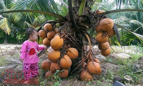 Mê tít với vườn dừa trái sai sát đất, trẻ con cũng hái được