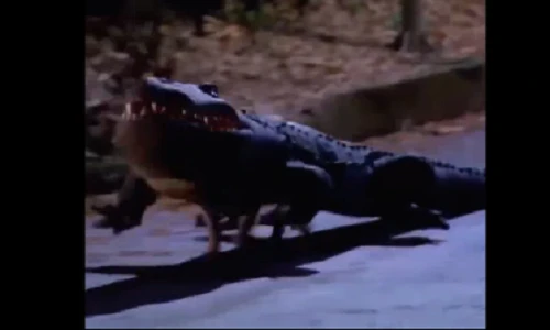 Video: Dân tình náo loạn khi "cá sấu chó" xuất hiện trên phố