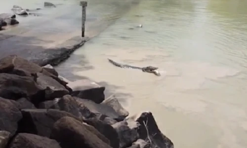 Cá sấu khổng lồ lao như tàu ngầm đến cướp cá của người câu