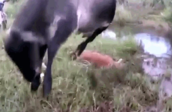 Video: Trăn khủng siết chết bê con, bò mẹ điên cuồng trả thù