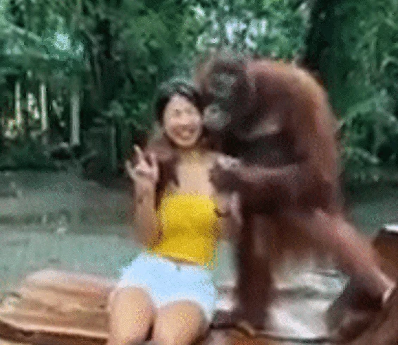 Video: Đười ươi thản nhiên ôm hôn, sàm sỡ vòng 1 của gái xinh