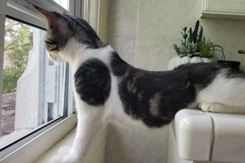 Những chú chó, mèo có độ "hóng hớt" cao nhất thế giới