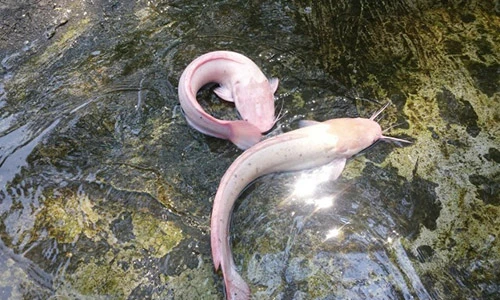 Video: Cận cảnh “thủy quái” sông Hậu giá cả tỷ đồng