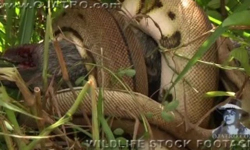 Video: Trăn khổng lồ rình rập, siết chết lợn rừng trong giây lát