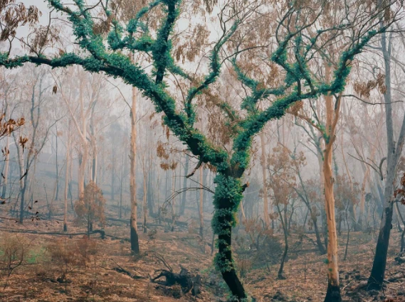 Khung cảnh sau những vụ cháy rừng kéo dài ở Australia