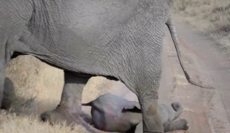 Video: Voi mẹ xử lý đi vào lòng người khi voi con ăn vạ