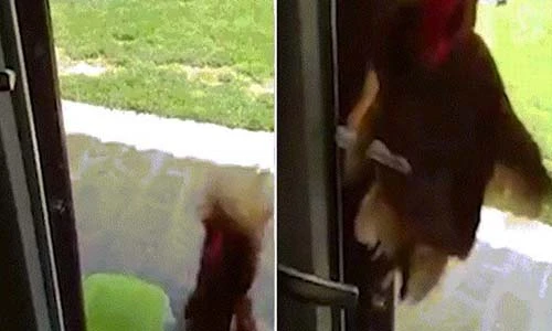 Video: Gà mái khôn như người, bay lên dùng chân mở cửa vào nhà