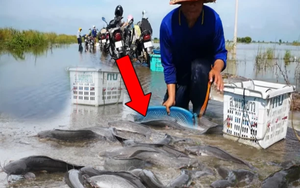 Video: Bắt cá mùa lũ, người đàn ông thu hoạch bất ngờ