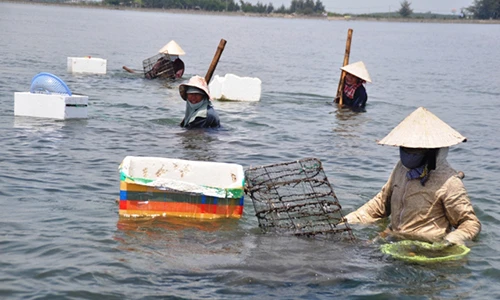 Ai về xứ Huế mà coi, dân đi lùi chỉ để...cào trìa