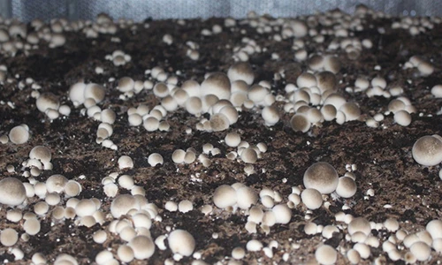 Chàng trai 8x xứ Nghệ làm chuyện lạ, trồng nấm rơm từ bông vải sợi