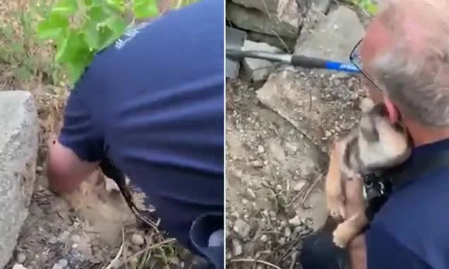 Video: Chú chó bị kẹt dưới tảng đá rối rít hôn cảm ơn người giải cứu