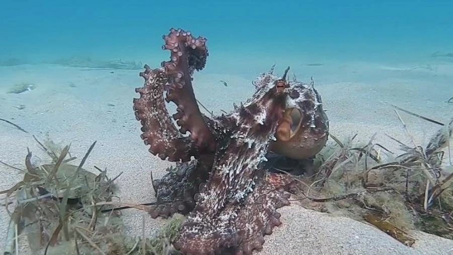 Video: Giật mình vì chú bạch tuộc “biến hình” trong chớp mắt