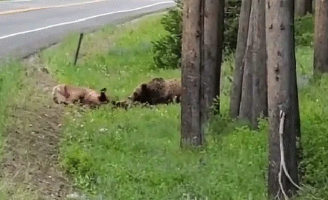 Video: Gấu xám bắc Mỹ hạ sát nai sừng tấm