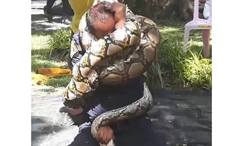 Video: Lính cứu hỏa khổ sở bị trăn dài 5 mét khóa cứng